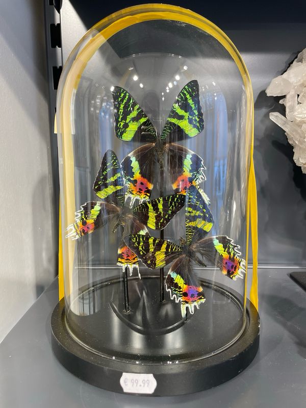 Grote stolp met 3 vlinders Grote stolp met 3 vlinders