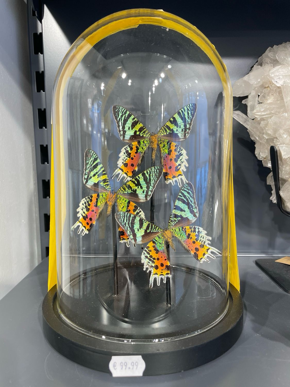 Grote stolp met 3 vlinders Grote stolp met 3 vlinders