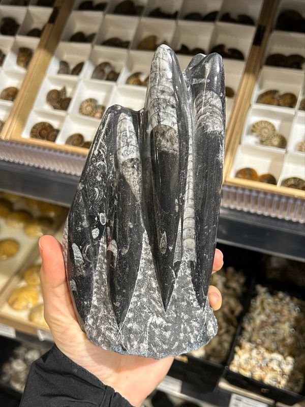 #3 orthoceras #3 orthoceras