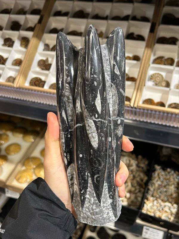 #4 orthoceras #4 orthoceras