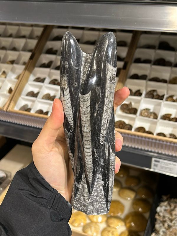 #1 orthoceras #1 orthoceras