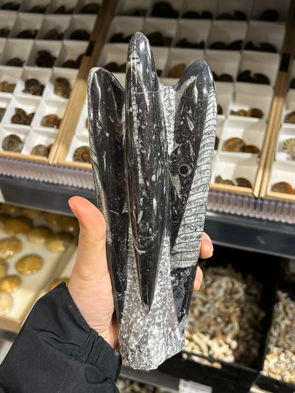 #2 orthoceras #2 orthoceras