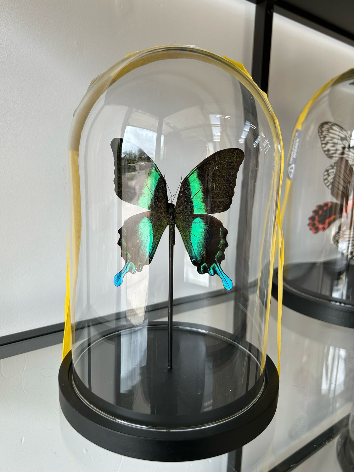 Vlinder in stolp Vlinder in stolp