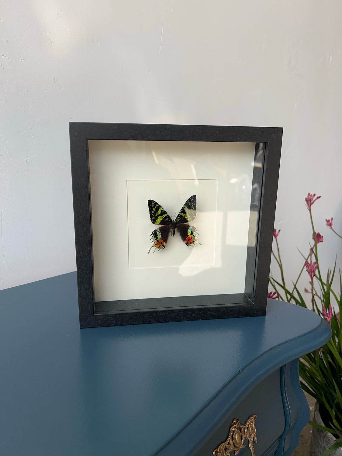 Vlinder in lijst Vlinder in lijst