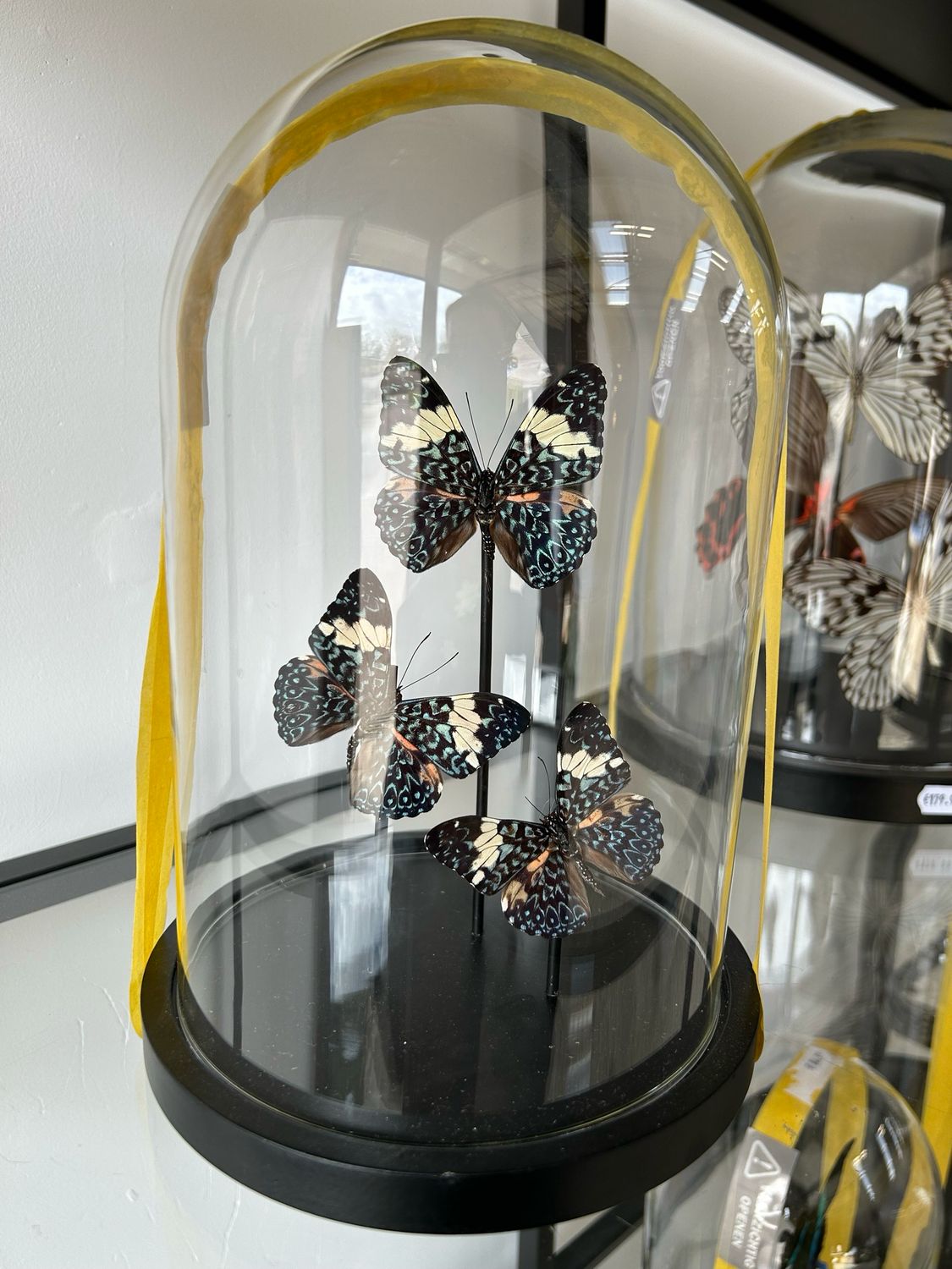 Vlinders in stolp Vlinders in stolp