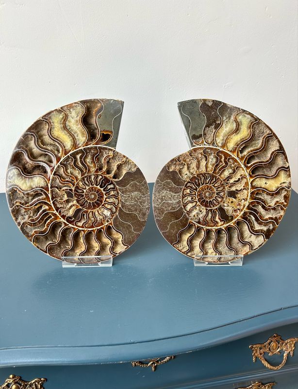 Grote Amonniet set + houder Grote Amonniet set + houder