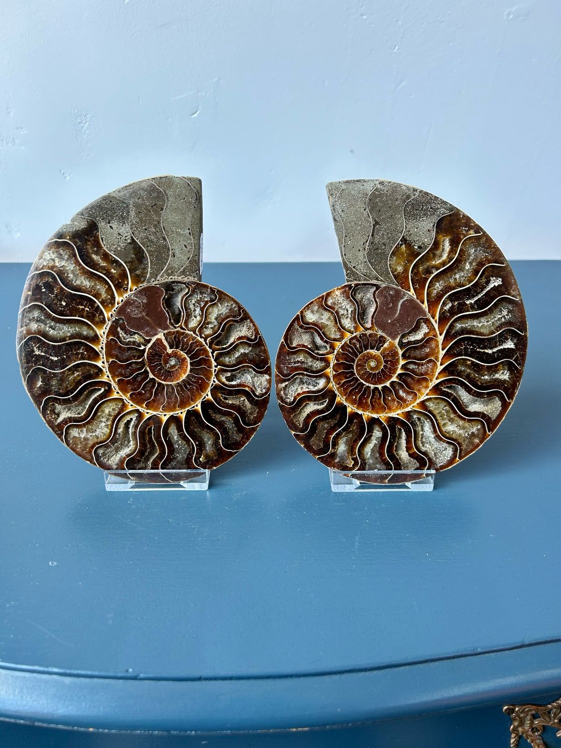Prachtige ammoniet set + houders