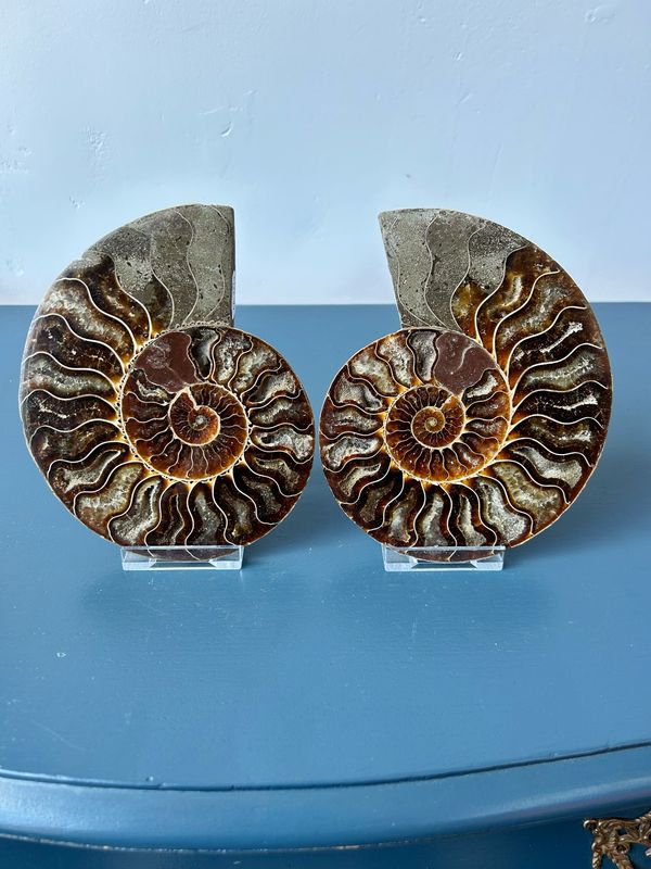 Prachtige ammoniet set + houders Prachtige ammoniet set + houders