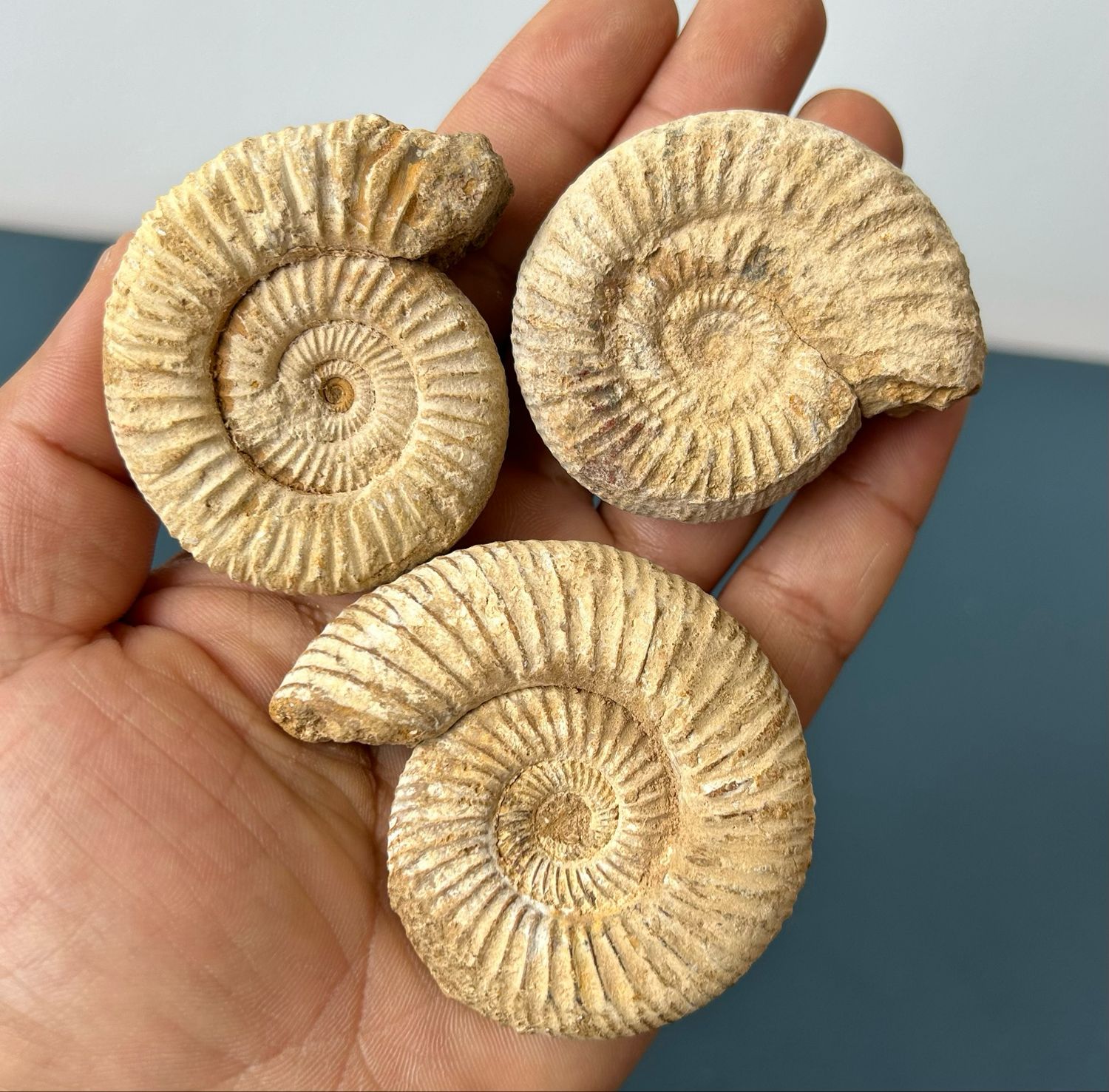 Ruwe ammonietfosiel Ruwe ammonietfosiel