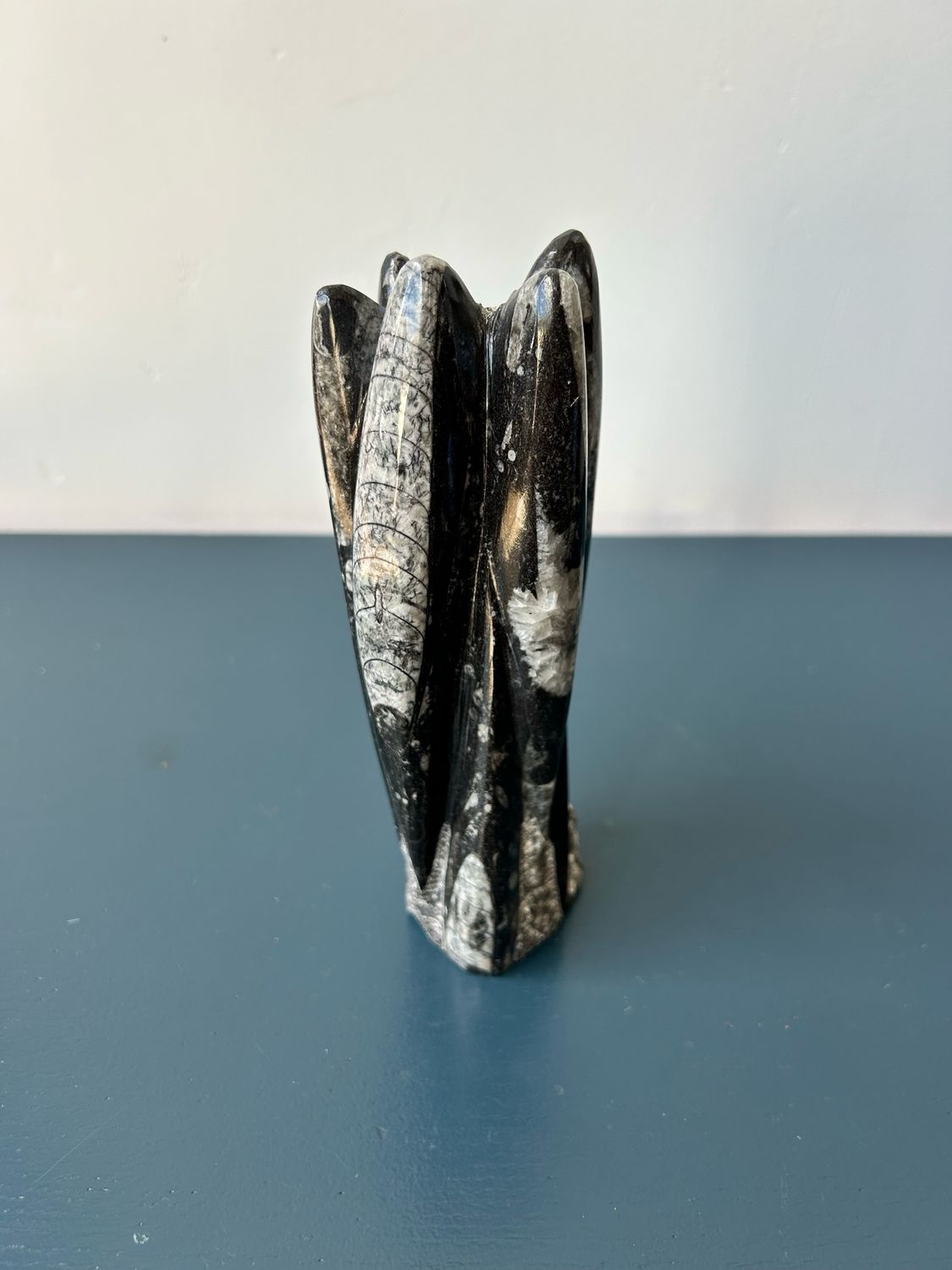 182. Orthoceras op standvlak 182. Orthoceras op standvlak