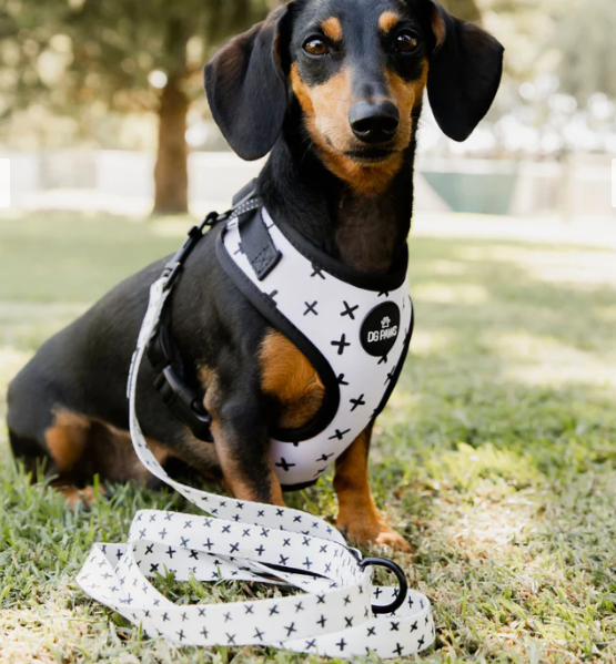 DG Paws Scooby Collection, product: Harness, Size: X-Small