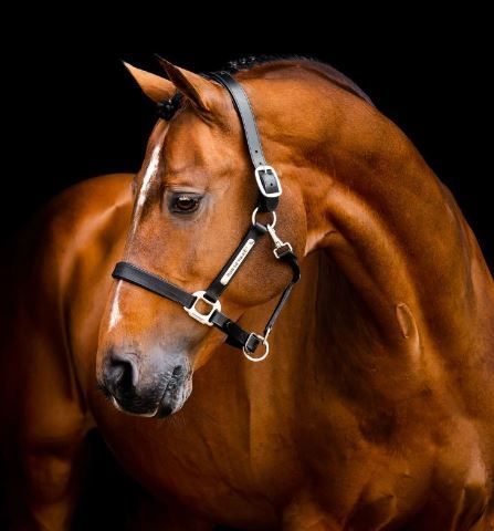 Horseware Signature Leather Halter, Colour: Black, Size: Small Horse/Cob