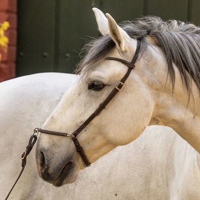 Simple Presentation Halter