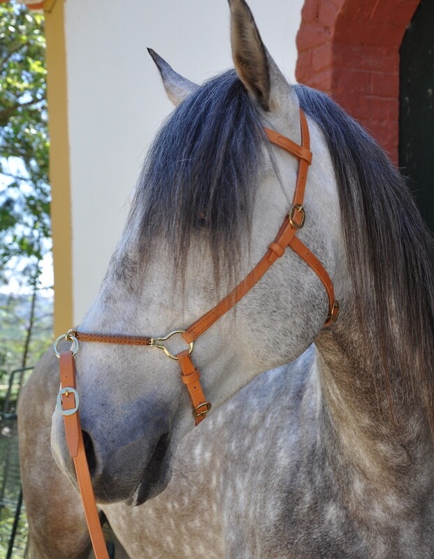 Simple Presentation Halter