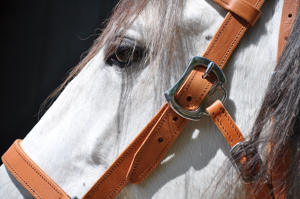 Portuguese Head Collar