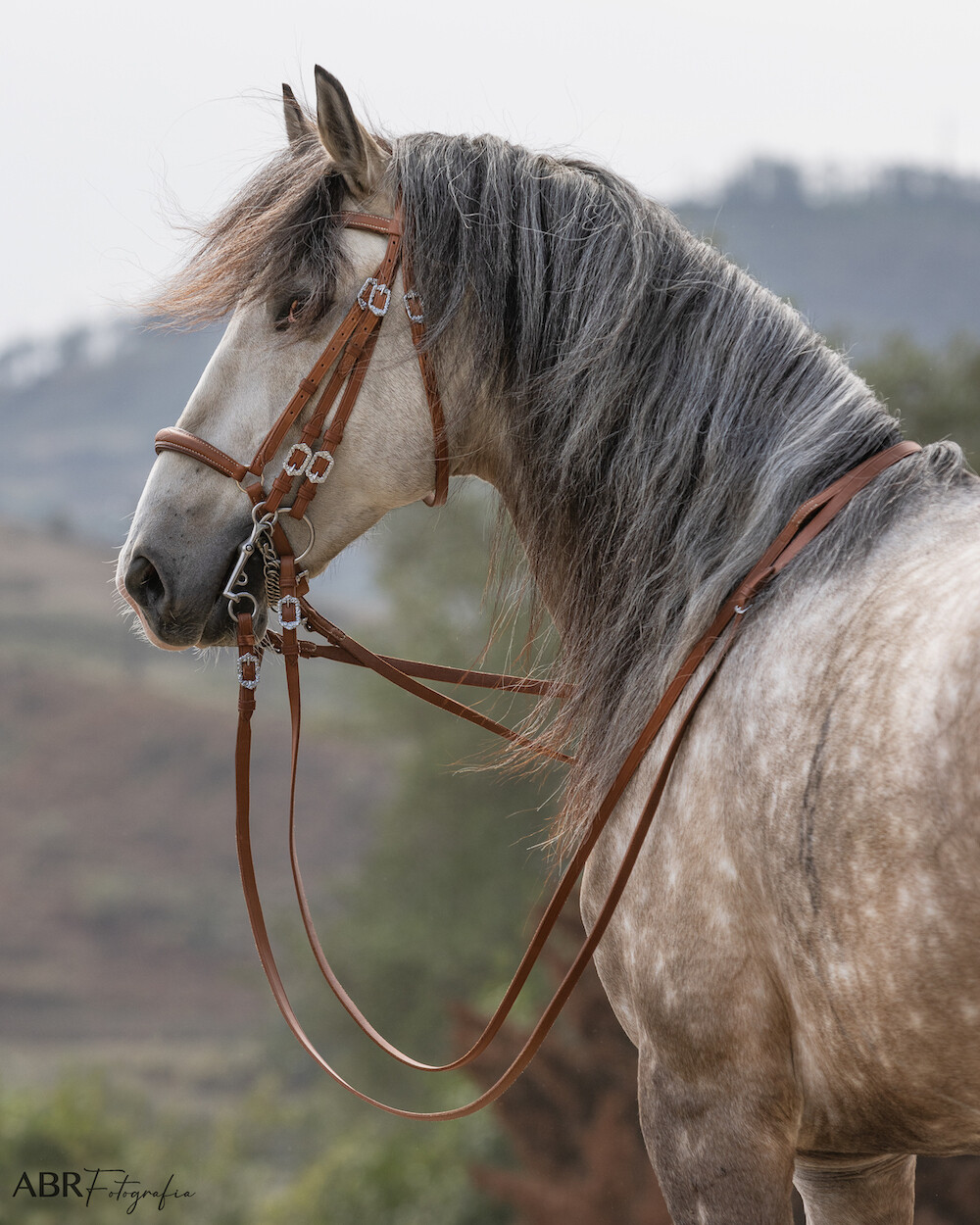 Profeta Bridle