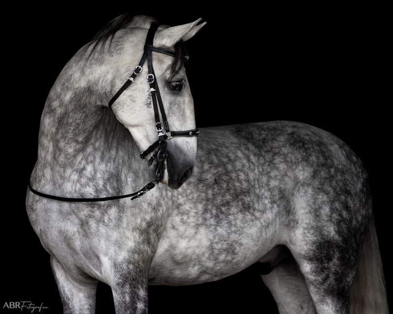 Namorado Bridle