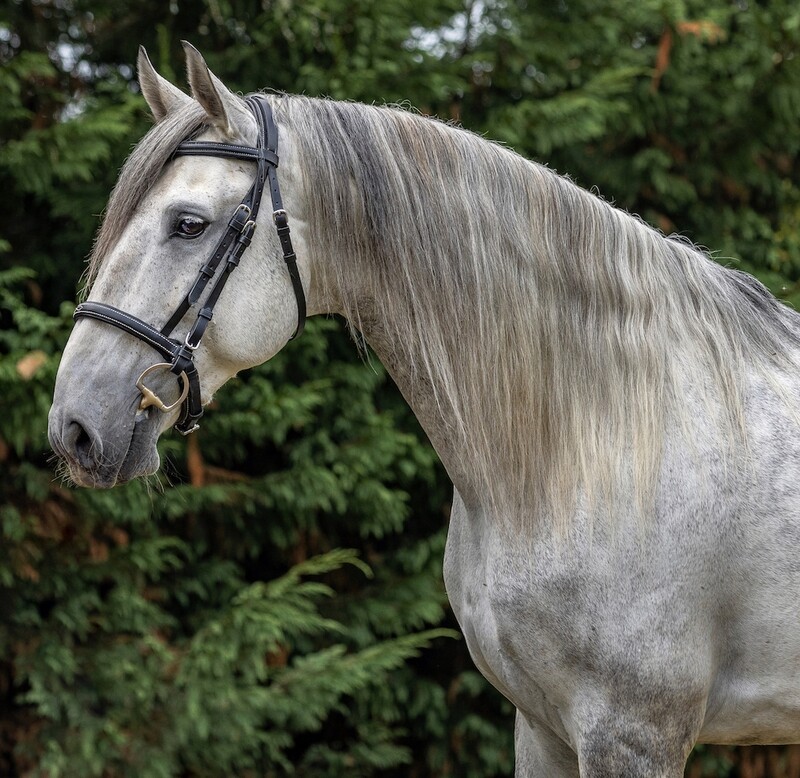 Nobre Bridle