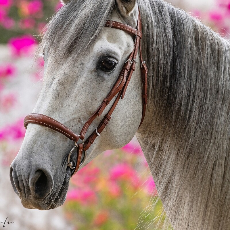 Casanova Bridle