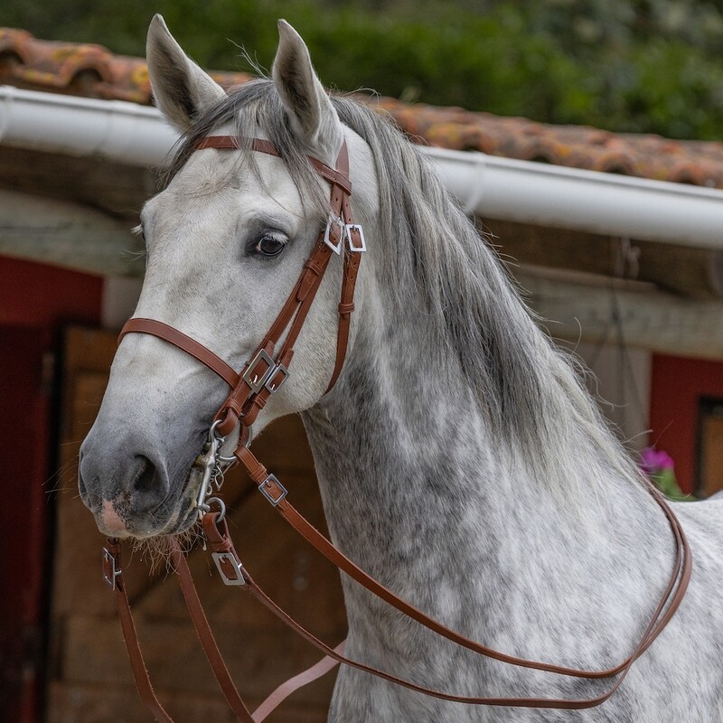 Orlof Bridle