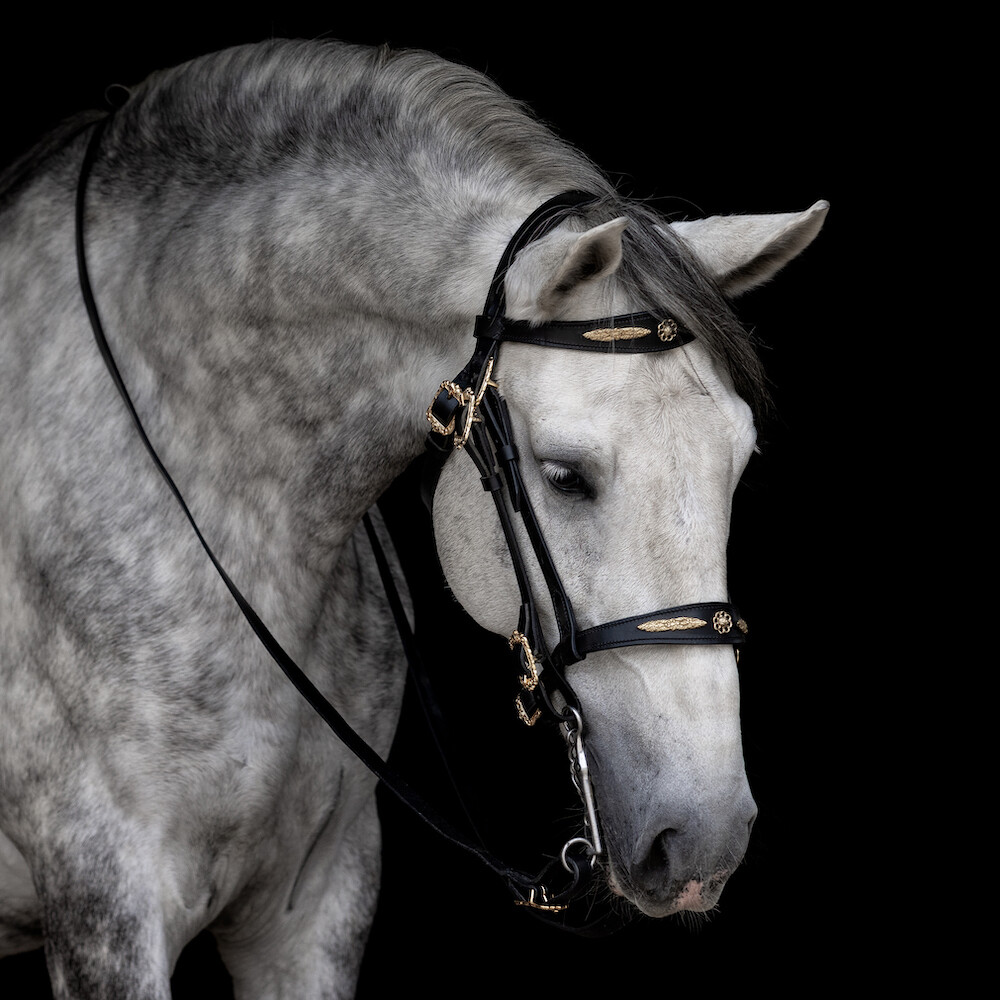 Champion Bridle