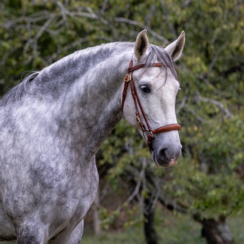 Lisboa Bridle