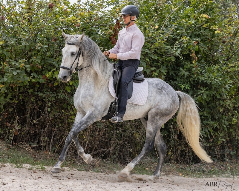 Classical Dressage Coaching