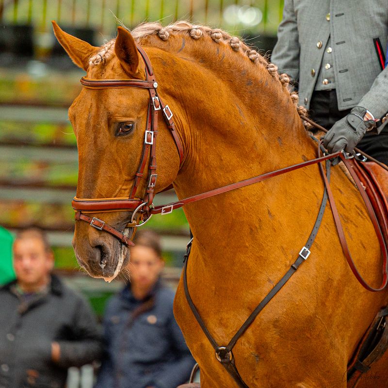 Full Livery services