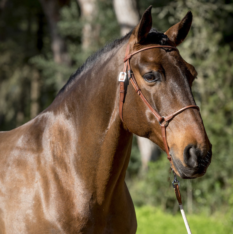 Mare Leather Halter
