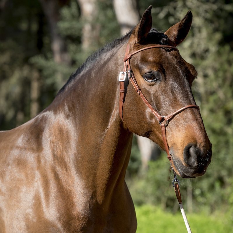 Mare Leather Halter