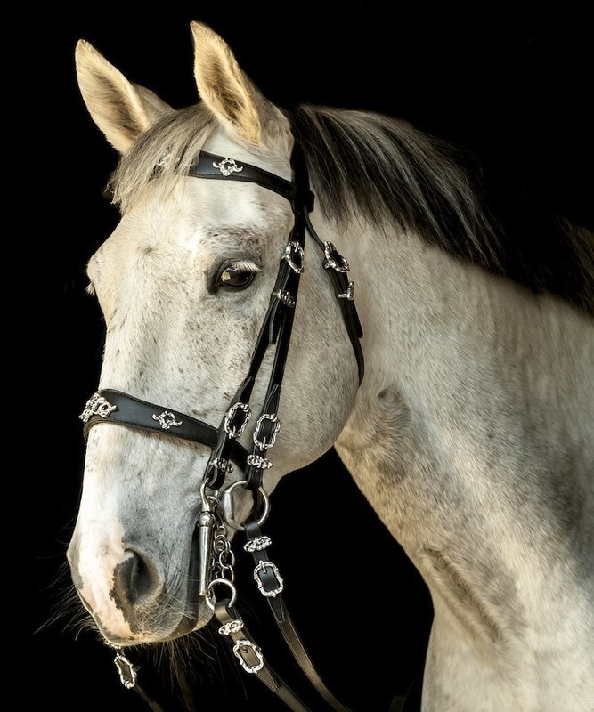 Zagal Baroque Bridle