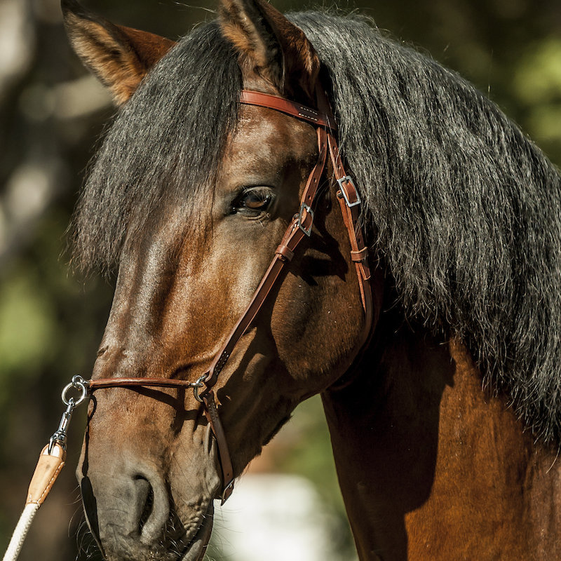 Portuguese Presentation Halter