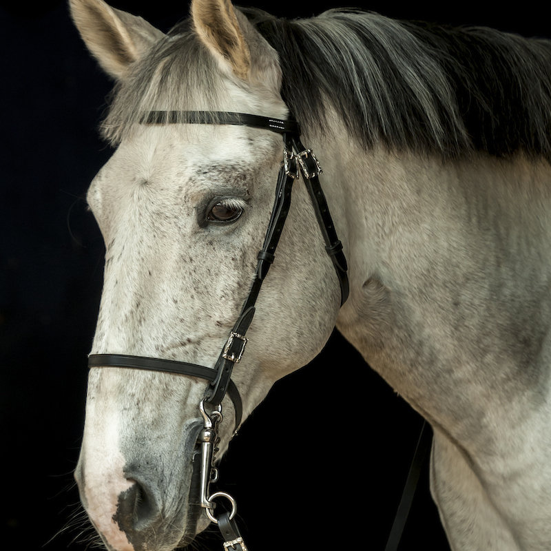 Zagal Simple Bridle