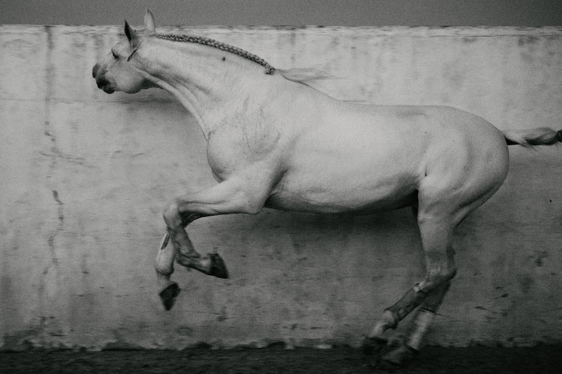 Casanova and wall