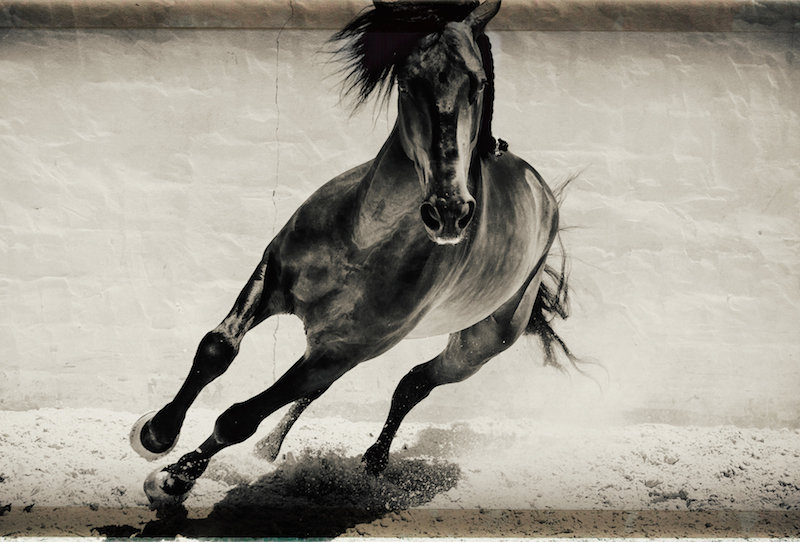 Galloping Stallion