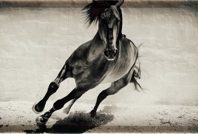 Galloping Stallion