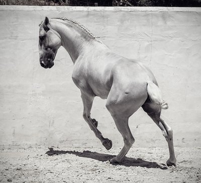 Lena Saugen Photography