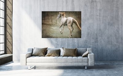 Lusitano in Street Vintage