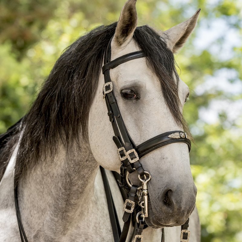 Garboso Double Bridle
