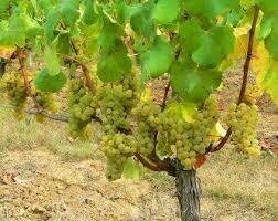 Sauvignon Blanc