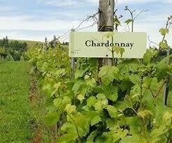 Chardonnay