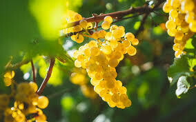 Sweet White Wine