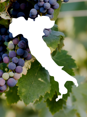 Italian Wine