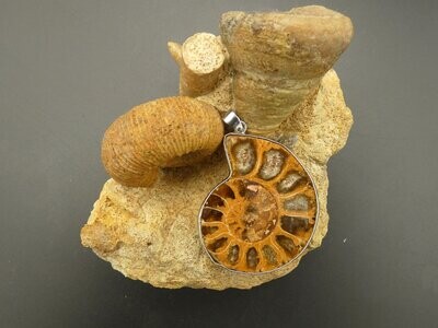 Anhänger Ammonit-Querschnitt mit Edelstahlkette, Gratisversand in D!