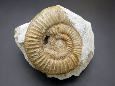 Ammonit auf Muttergestein, 8 x 6,5 cm