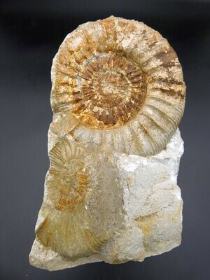 Ammonit auf Muttergestein, 14,3 x 10cm