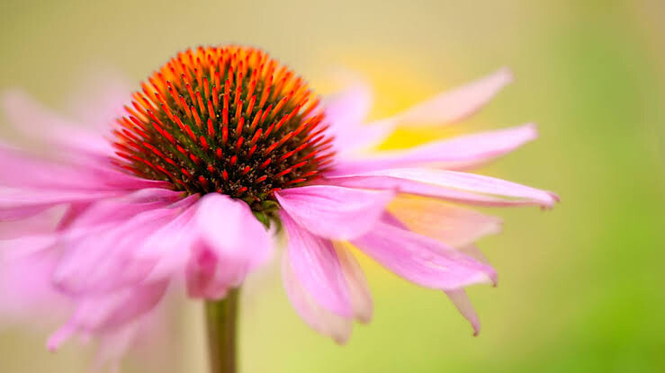 ESC - ECHINACEA Q