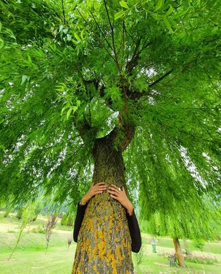 Qi Gong Standing Meditation