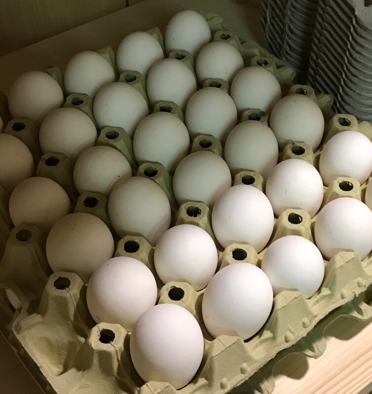 10 Vadozner Eier