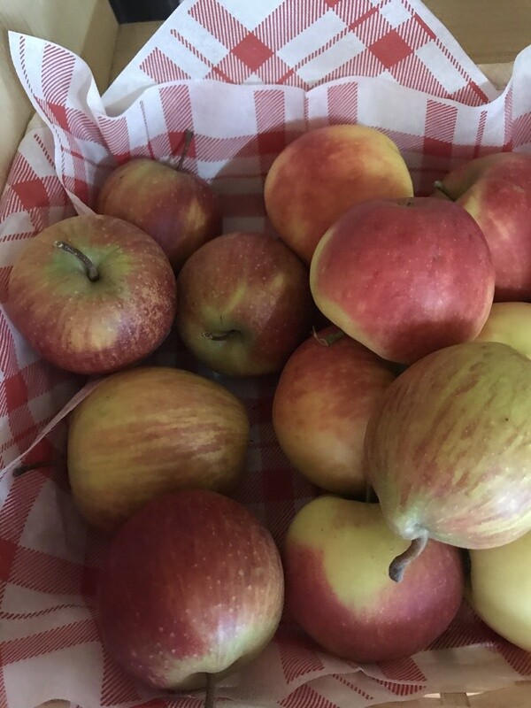 Apfel Stk.
